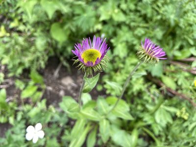 Erigeron glacialis, photographed by Reid Hardin