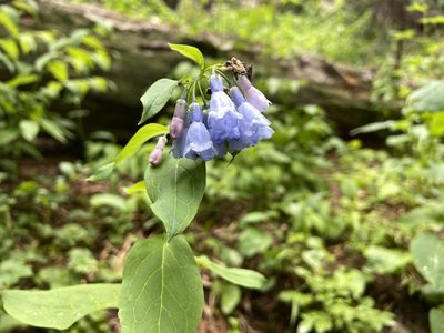 Mertensia ciliata, photographed by Reid Hardin