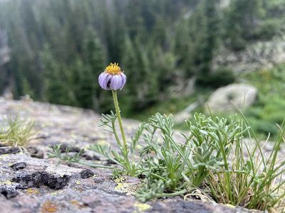 Erigeron pinnatisectus, photographed by Reid Hardin