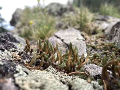 Pseudolycopodium densum, photographed by Reid Hardin