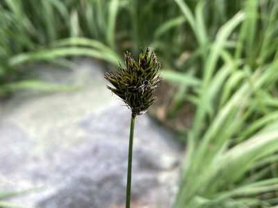 Carex ebenea, photographed by Reid Hardin
