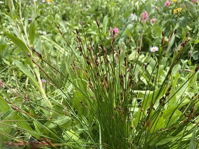 Juncus drummondii, photographed by Reid Hardin