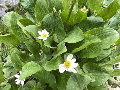 Caltha chionophila, photographed by Reid Hardin
