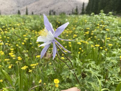 Aquilegia coerulea, photographed by Reid Hardin