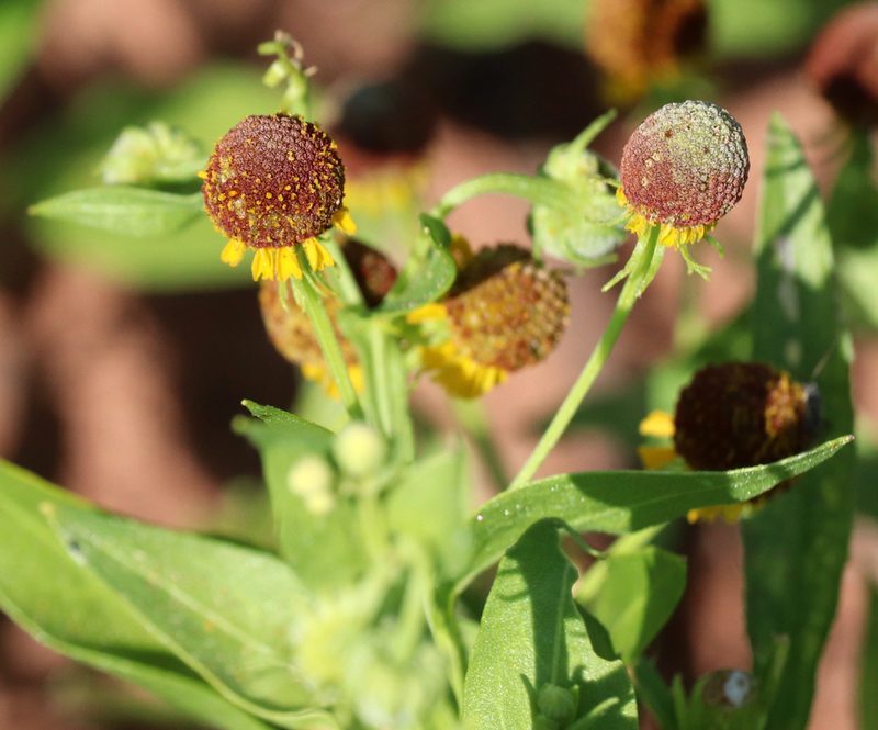 Helenium microcephalum, photographed by Catherine C. Galley