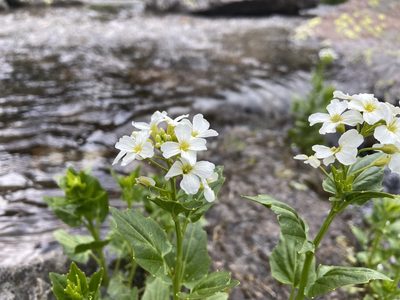 Cardamine cordifolia, photographed by Reid Hardin