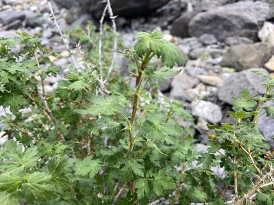 Ribes montigenum, photographed by Reid Hardin
