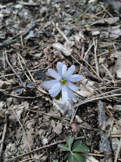Anemonoides caucasica, photographed by Razmik Badalyan