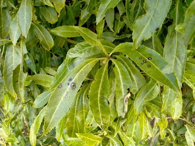 Melicytus lanceolatus, photographed by John Barkla
