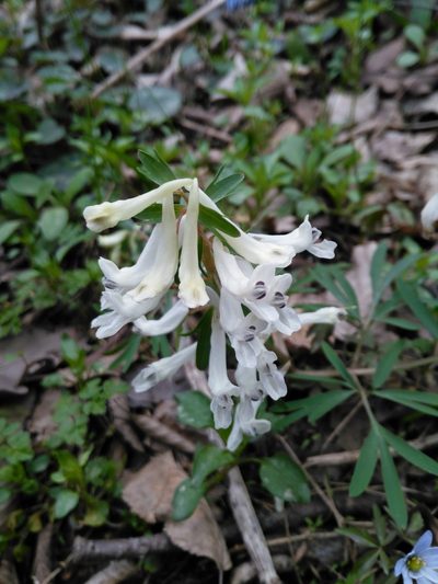 Corydalis angustifolia, photographed by Razmik Badalyan