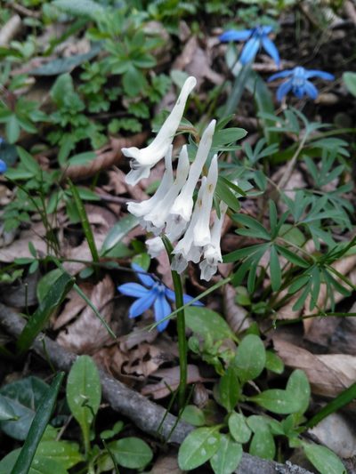 Corydalis angustifolia, photographed by Razmik Badalyan