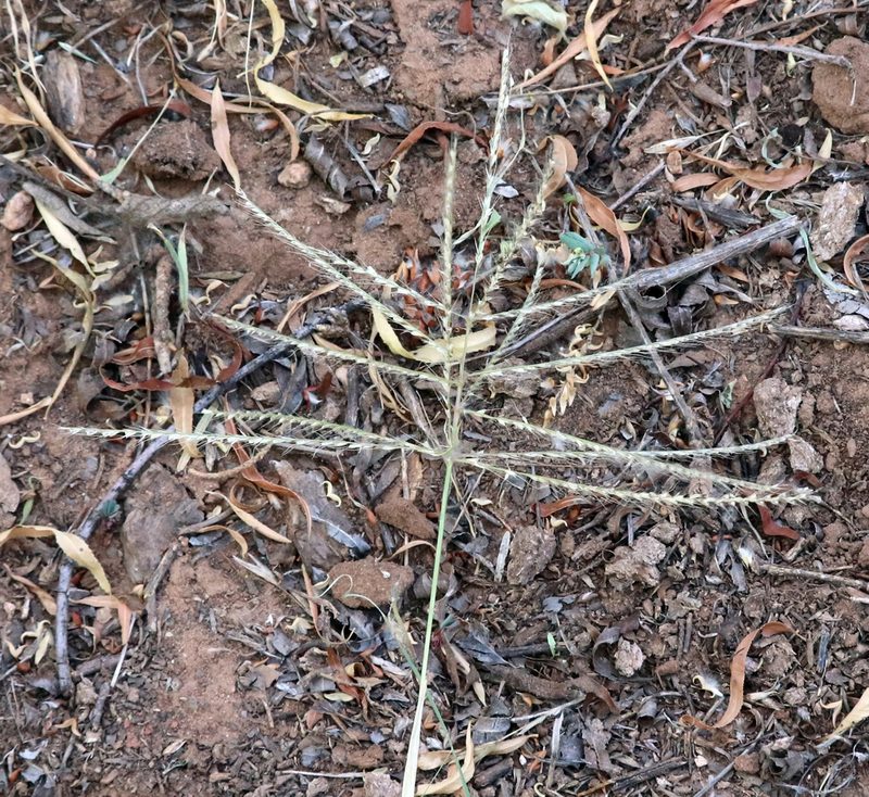 Chloris verticillata, photographed by Catherine C. Galley