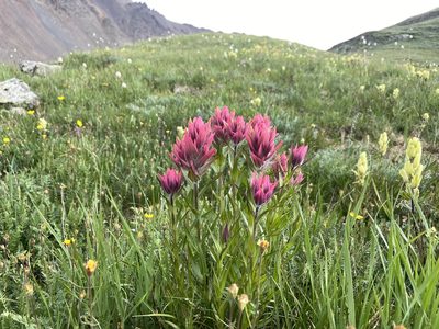 Castilleja rhexiifolia, photographed by Reid Hardin