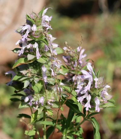 Monarda pectinata, photographed by Catherine C. Galley