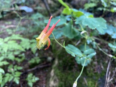 Aquilegia elegantula, photographed by Reid Hardin