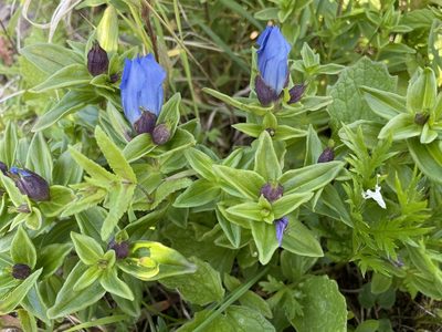 Gentiana platypetala