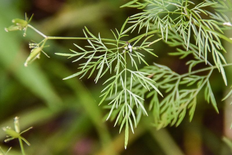 Trepocarpus aethusae, photographed by Jay Pruett
