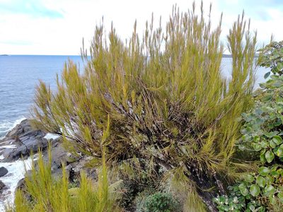Dracophyllum longifolium, photographed by John Barkla