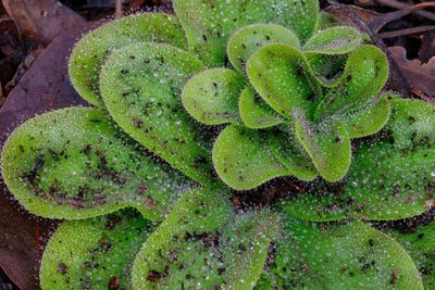 Drosera collina, photographed by Cal Wood