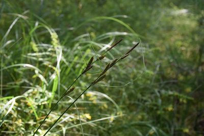 Carex nigra, photographed by Игорь Васильев