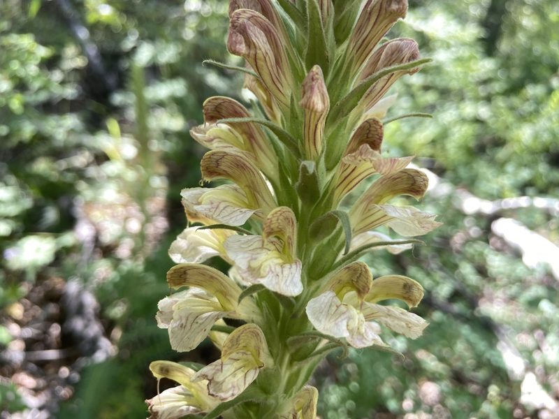 Pedicularis procera, photographed by Reid Hardin