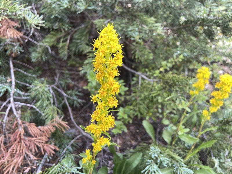 Solidago simplex, photographed by Reid Hardin