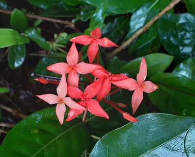 Ixora coccinea, photographed by OnePlanet
