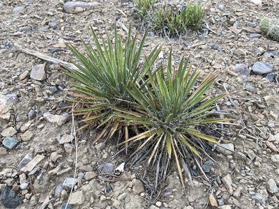 Yucca harrimaniae, photographed by Reid Hardin