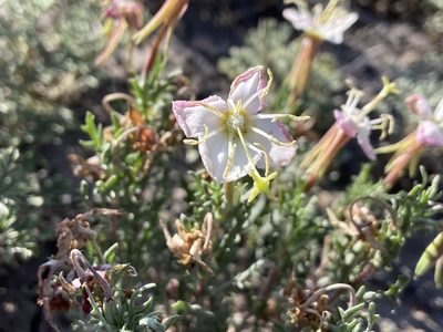 Oenothera coronopifolia, photographed by Reid Hardin