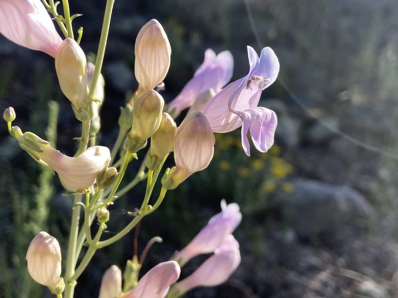 Penstemon comarrhenus, photographed by Reid Hardin
