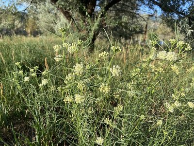 Asclepias subverticillata, photographed by Reid Hardin