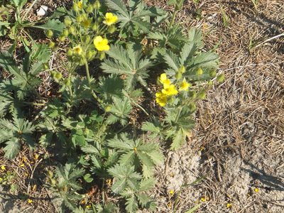 Potentilla gracilis, photographed by dougbrown