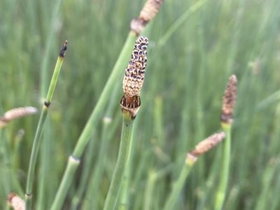 Equisetum laevigatum, photographed by Reid Hardin