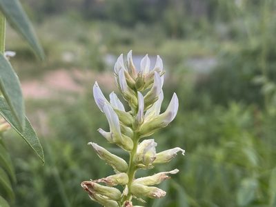 Glycyrrhiza lepidota, photographed by Reid Hardin