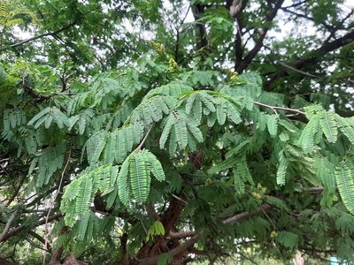 Libidibia coriaria, photographed by Kishore