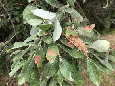 Salix bebbiana, photographed by Jason Grant