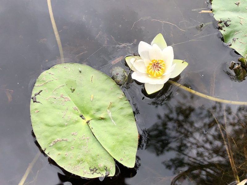 Nymphaea tetragona, photographed by Jason Grant