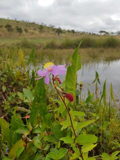 Clappertonia ficifolia, photographed by Lera Miles