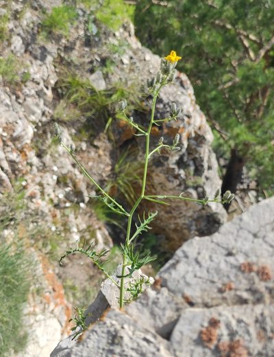 Crepidiastrum tenuifolium, photographed by Юлия