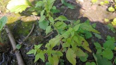 Parietaria pensylvanica, photographed by Ryan Sorrells