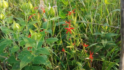Silene regia, photographed by Ryan Sorrells