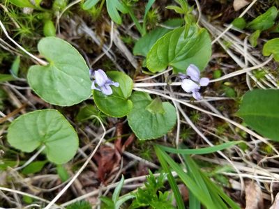 Viola epipsiloides, photographed by Syd Cannings