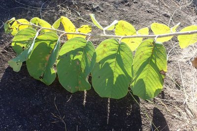 Annona senegalensis, photographed by Andrew Deacon