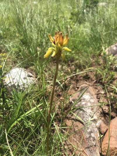 Aloe linearifolia, photographed by Sam McCarren