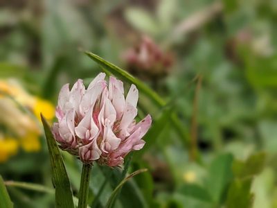 Trifolium thalii, photographed by agosti