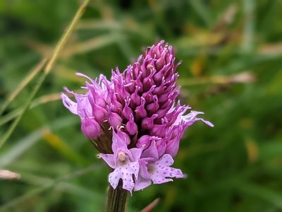 Traunsteinera globosa, photographed by agosti
