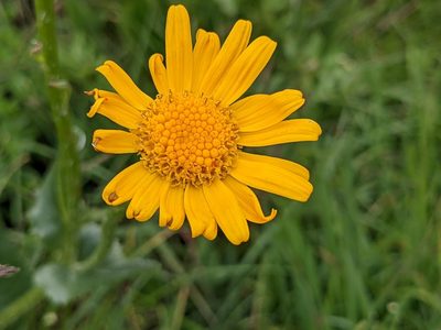 Senecio doronicum, photographed by agosti