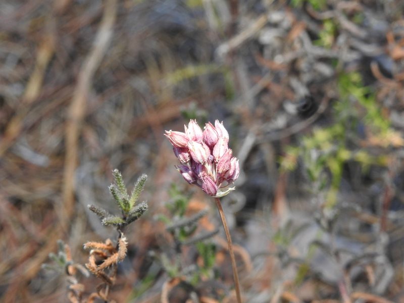Allium pruinatum, photographed by Duarte Frade