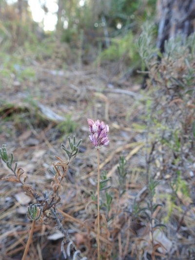 Allium pruinatum, photographed by Duarte Frade