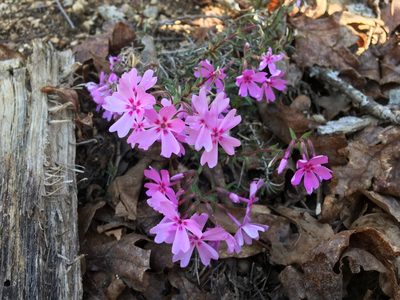 Phlox nivalis, photographed by Sean Bloom